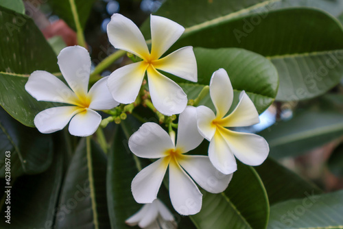 beautiful white plumeria rubra flower 