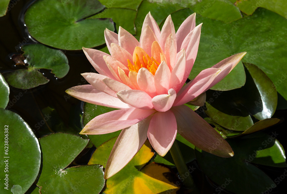 The flower pink water lily with petals and stamens. Closeup The flower pink water lily with petals and stamens. Closeup