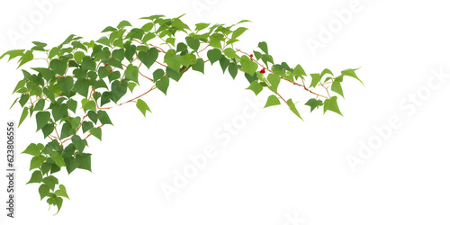 Bush grape or leaved wild vine ivy plant bush on transparent background,generative ai