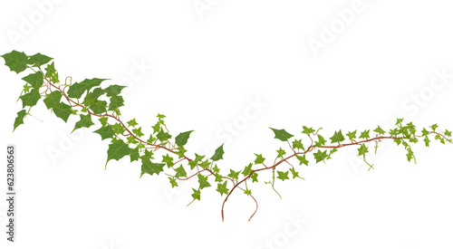 Bush grape or leaved wild vine ivy plant bush on transparent background,generative ai