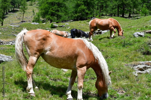 Haflinger Pferde auf der Weide im Pfossental in Südtirol 