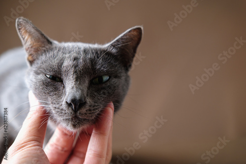 Fotografie Korat cat is drowsiness by being scratched by its neck.