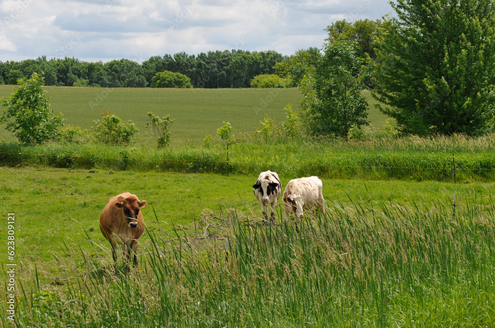 Brown Swiss And Holstein Cattle Gathered In The Pasture In Summer
