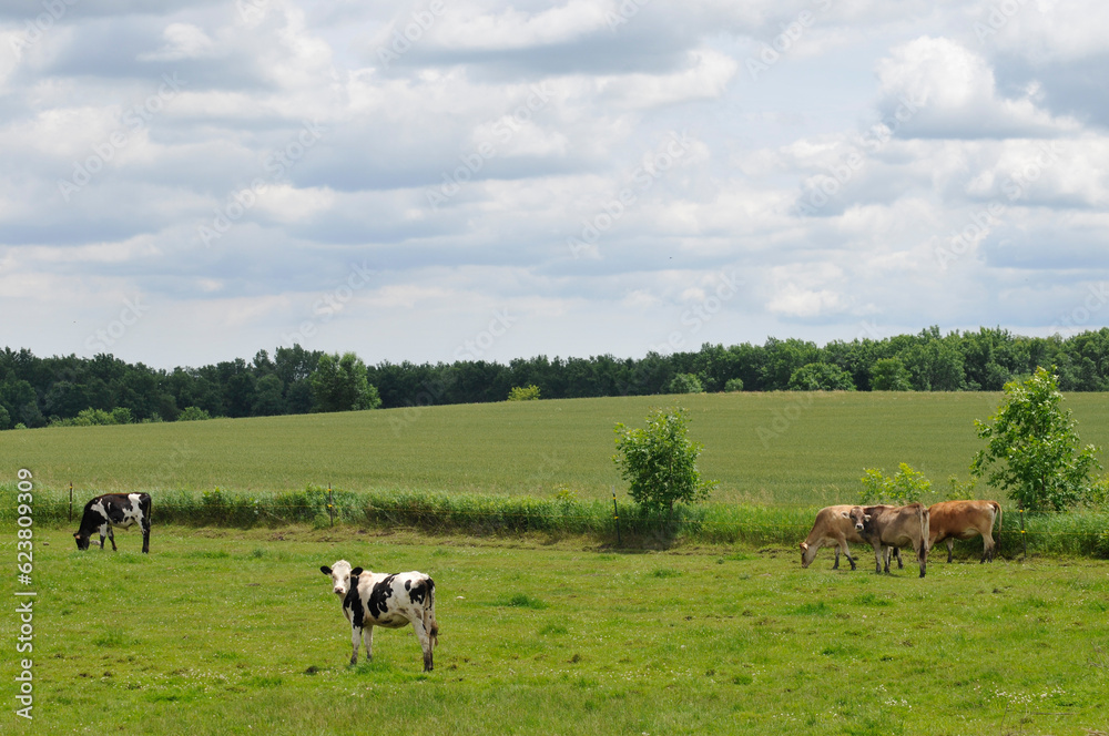 Brown Swiss And Holstein Cattle Gathered In The Pasture In Summer Brown Swiss And Holstein Cattle Gathered In The Pasture In Summer