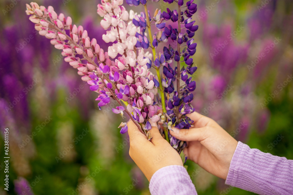 Bouquet of purple flowers lupins in hands of girl against backdrop of flowering field Bouquet of purple flowers lupins in hands of girl against backdrop of flowering field