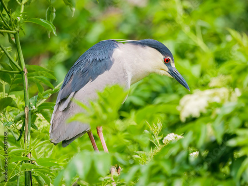 black crowned night heron perched in a tree