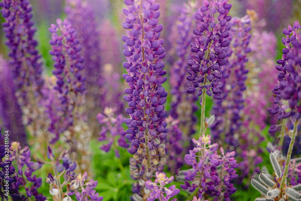 Purple lupine flowers growing on field Purple lupine flowers growing on field
