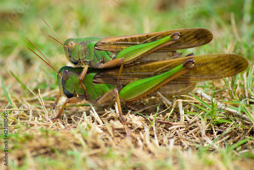Two insects or wandering grasshoppers or Locusta migratoria
