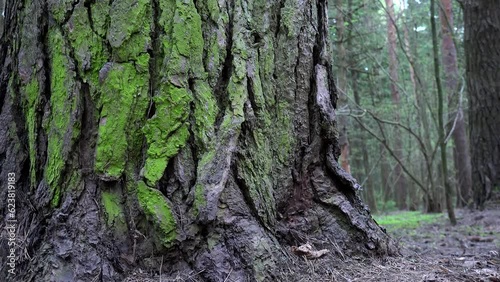 Pine trunk with the Green Algae (Pleurococcus) covered  bark. Dolly shot. photo