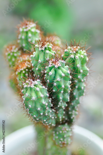 cactus , ERIOCEREUS Harrisia jusbertii or cactus or Fairytale castle or Cereus peruvianus photo
