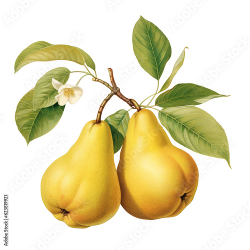 Botanical illustration, branch with yellow pears in retro illustration style, PNG.