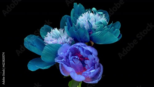 Beautiful blue peony flowers bouquet background. Blooming Wedding backdrop, Valentine's Day concept.