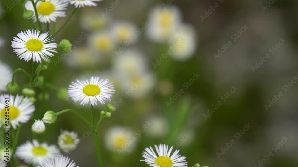 Erigeron annuus flower blowing in the wind Erigeron annuus flower blowing in the wind