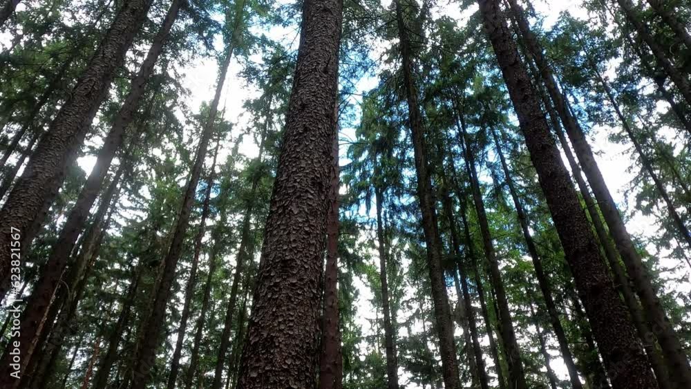Coniferous forest in sunny nature with big trees in wide angle Coniferous forest in sunny nature with big trees in wide angle