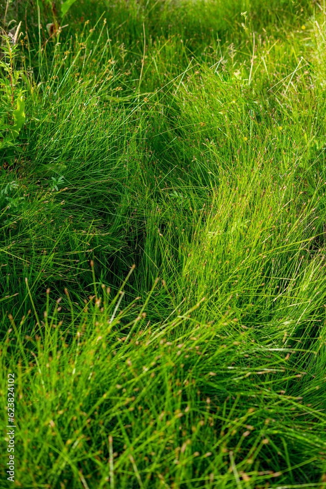 vertical background close-up green bright grass vertical background close-up green bright grass