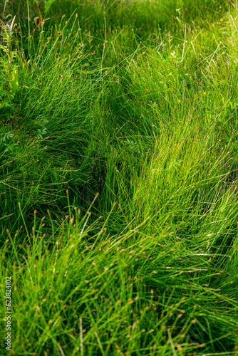 vertical background close-up green bright grass