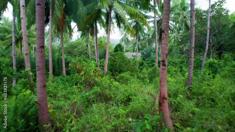 Les forêts primaires de cocotiers sur les iles paradisiaques des Philippines. Un environnement à préservé contre les changements climatiques disposant d'une faune et d'une flore exotique unique