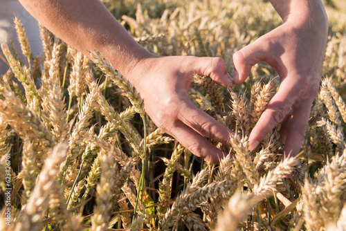 Male, strong hands are folded in the form of a heart in a field with ripe ears of wheat.