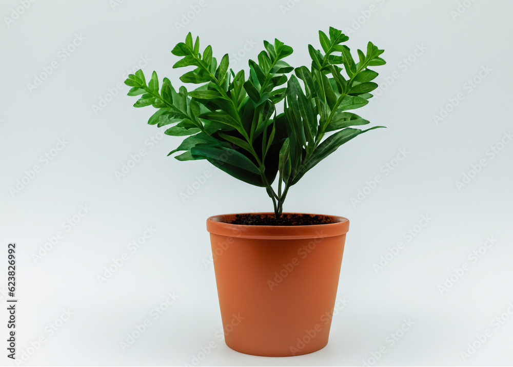 Freshness in Simplicity: Vibrant Leafy Plant in Pot on White Background | Nature's Serene Beauty