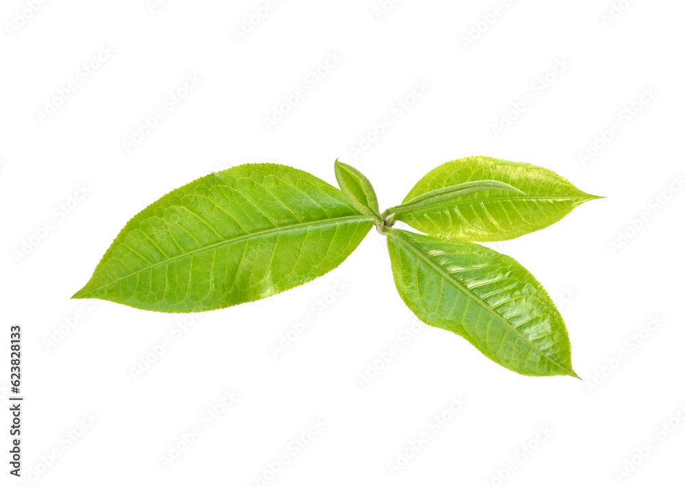 Obraz premium Fresh Green tea leaf on white background