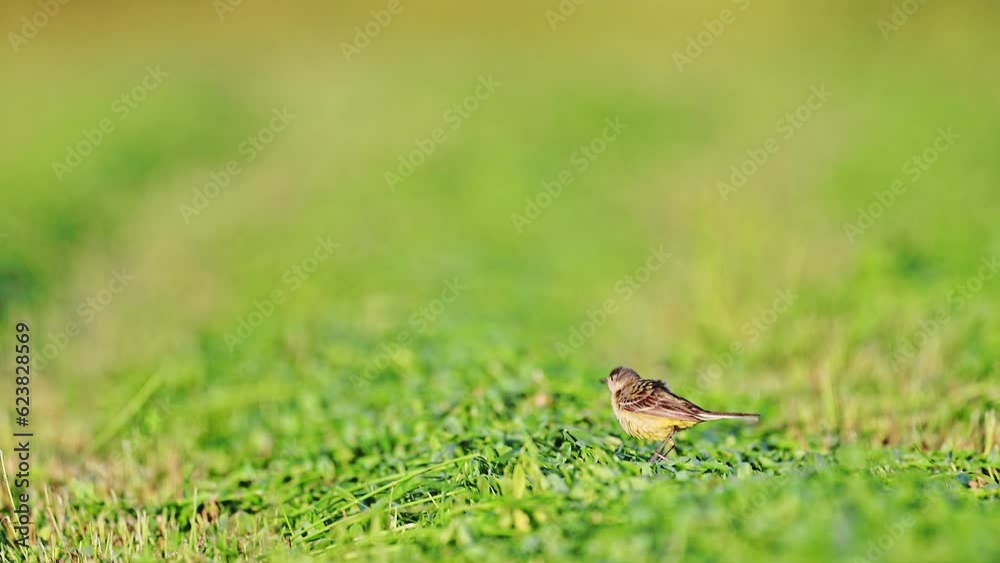 Western yellow wagtail, Motacilla flava. The bird sits on the field plant Western yellow wagtail, Motacilla flava. The bird sits on the field plant