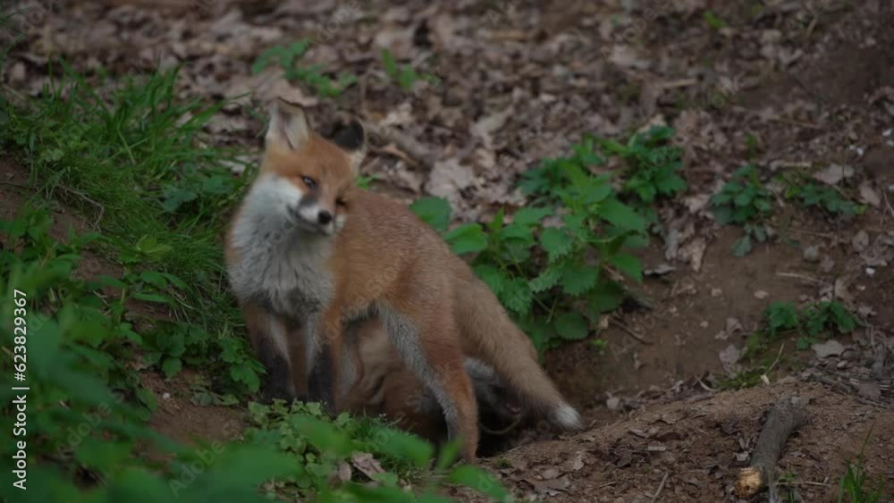 Red foxes are playing near the burrow. Small foxes in the spring wood. European nature. Red foxes are playing near the burrow. Small foxes in the spring wood. European nature.