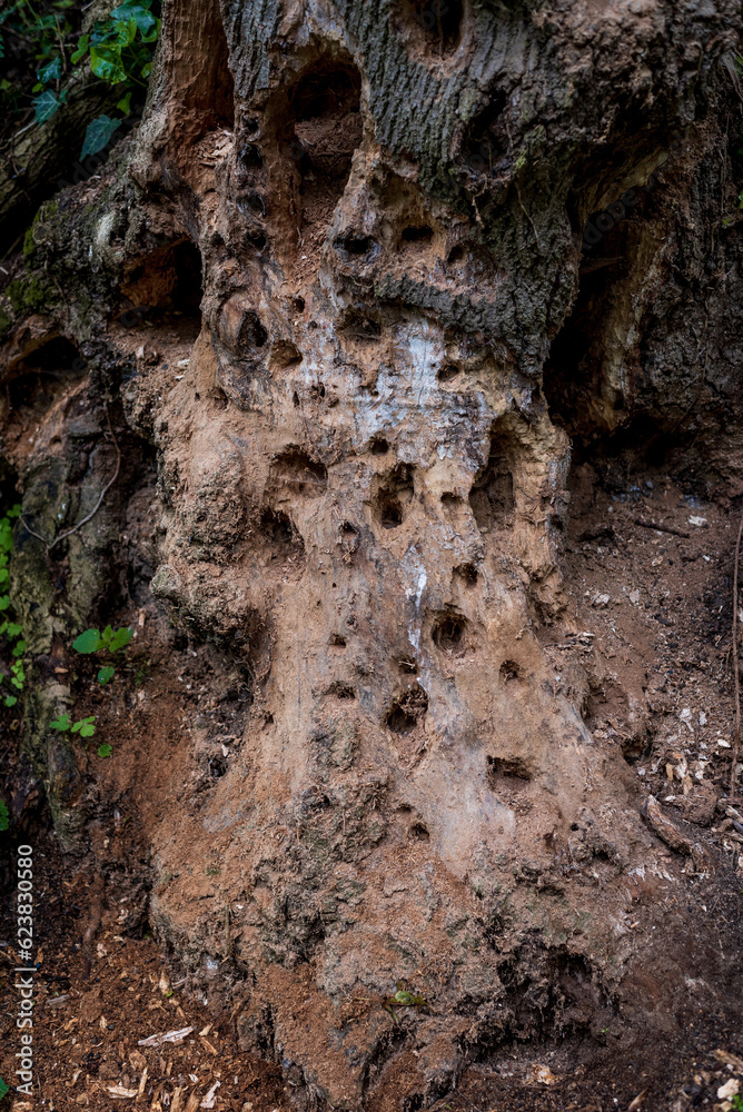 Holes in the trunk of a dry tree bored by feeding woodpecker.