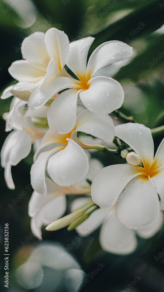 white frangipani flowers