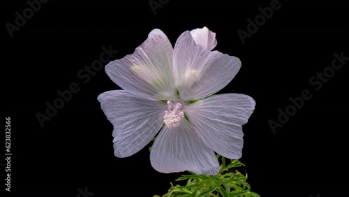 Timelapse of white flower blooming on black background