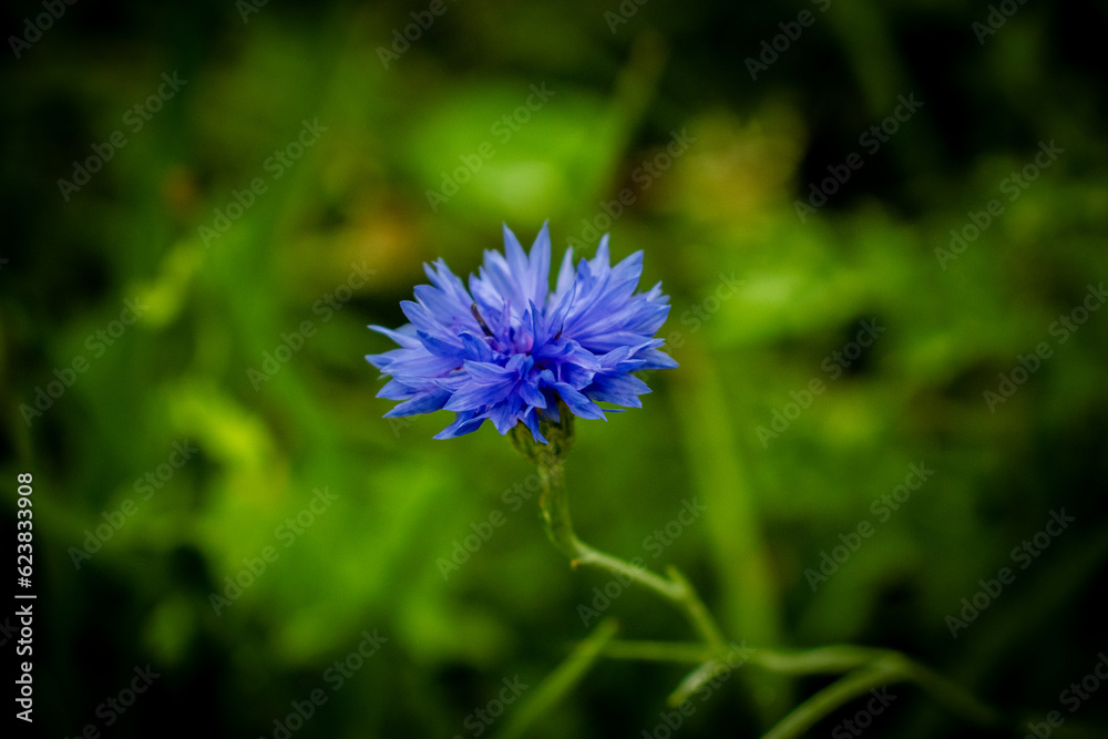 Blue cornflower on a green background Blue cornflower on a green background