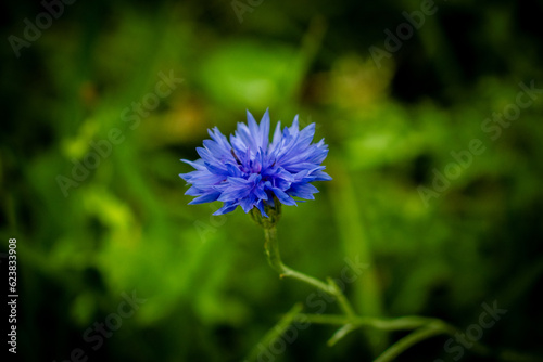 Blue cornflower on a green background