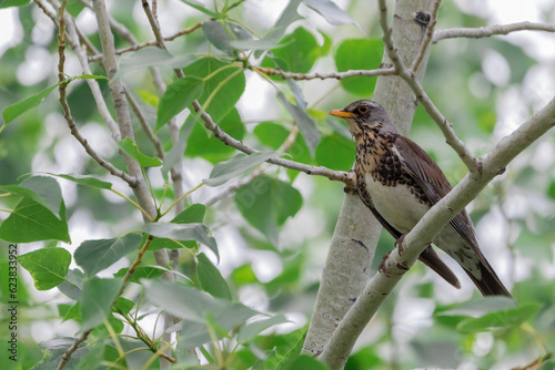 a thrush bird sits on a branch among the leaves