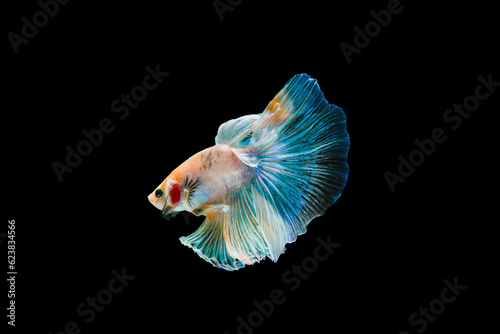 Bright blue halfmoon betta fish swimming beautifully, isolated on black background