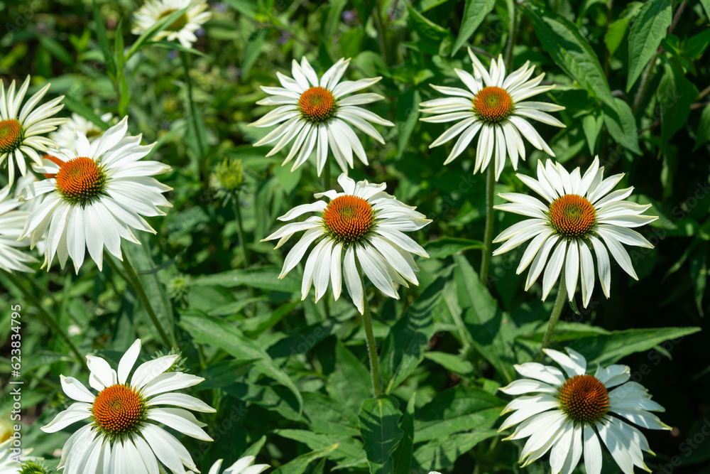 white echinacea blossoms with orange brown cones 