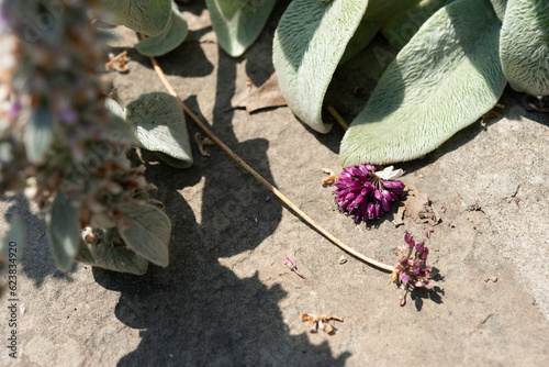 lamb's ear flower spikes, allium blossoms, and leaves on pavement