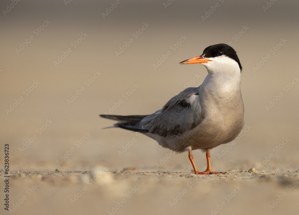 Closeup of a White-cheeked Tern perched on the gorund Tubli, Bahrain Closeup of a White-cheeked Tern perched on the gorund Tubli, Bahrain