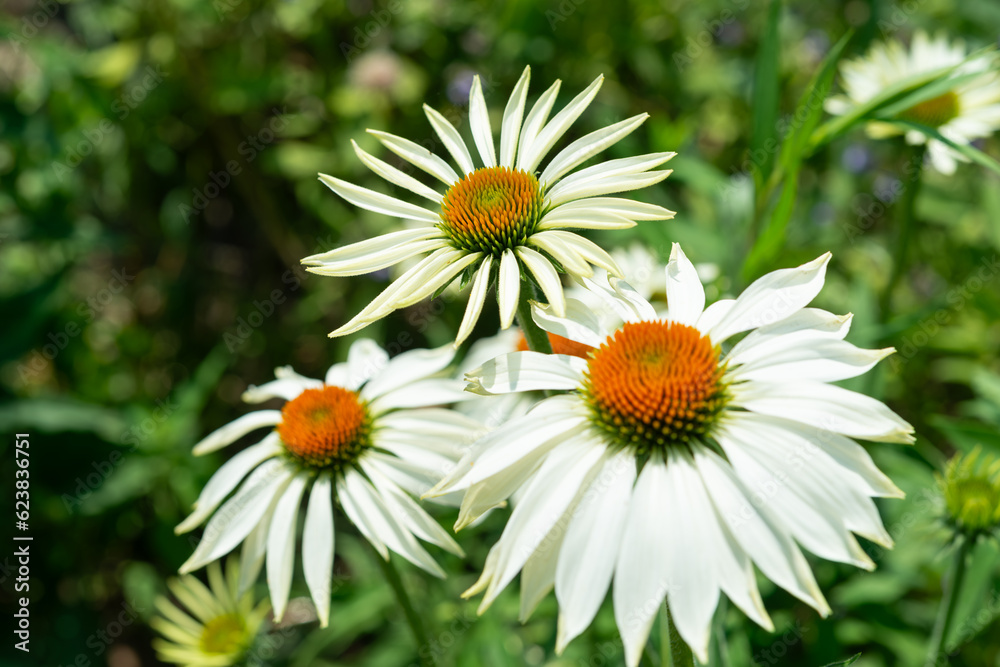 white daisies with orangey cones in a flower bed white daisies with orangey cones in a flower bed