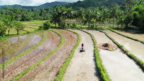 Rizières en terrasses vertes, culture du riz dans les champs à Palawan aux Philippines