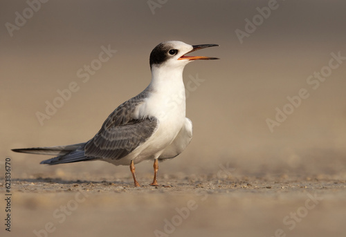 Portrait of a juvenile White-cheeked Tern perched on the ground at Tubli, Bahrain