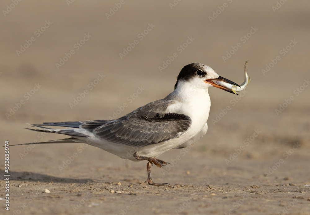 Closeup of a juvenile White-cheeked Tern with a fish at Tubli, Bahrain. Closeup of a juvenile White-cheeked Tern with a fish at Tubli, Bahrain.