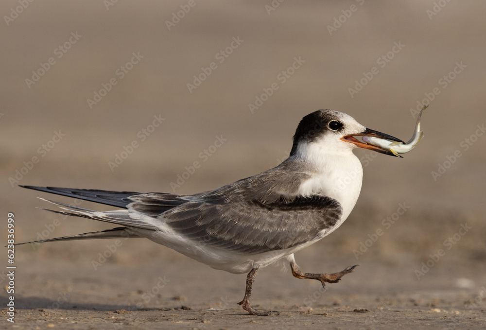 A juvenile White-cheeked Tern with a fish at Tubli, Bahrain A juvenile White-cheeked Tern with a fish at Tubli, Bahrain