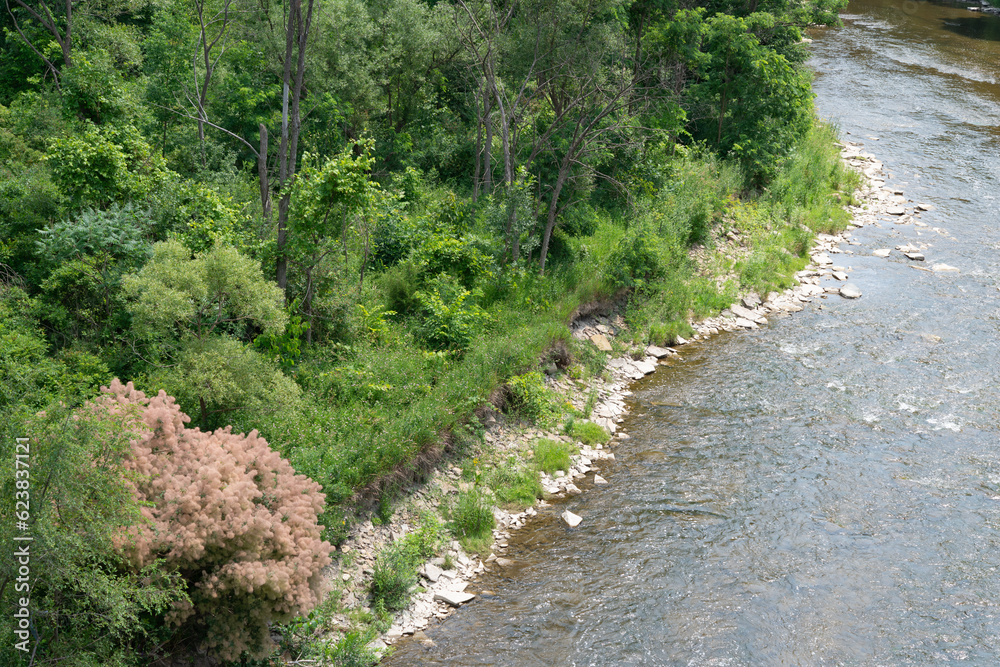 smoke bush by the river smoke bush by the river