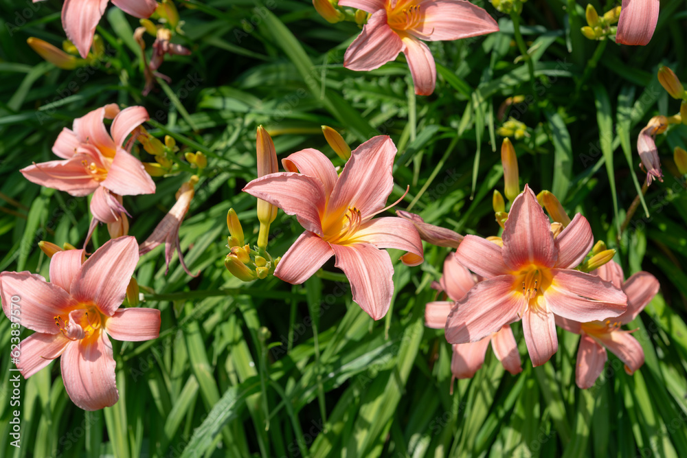 pink lily flowers in bloom