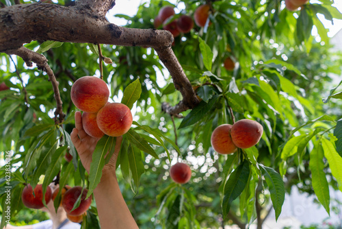 Hand picking peaches off of a tree