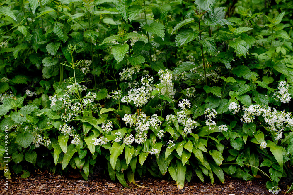 Wild garlic Allium ursinum carpet in forest ready to harvest. Wild garlic Allium ursinum carpet in forest ready to harvest.