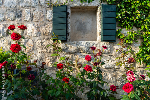 Red roses growing near european home
