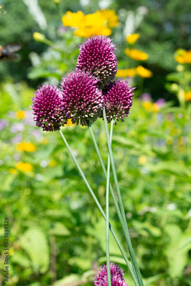 Allium atroviolaceum, also known as Dark Purple Allium or Persian Onion in the garden Allium atroviolaceum, also known as Dark Purple Allium or Persian Onion in the garden