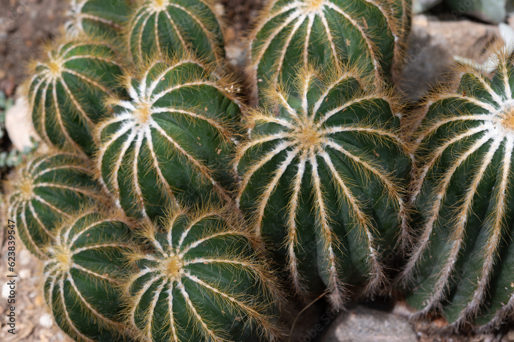 cactus close up cactus close up