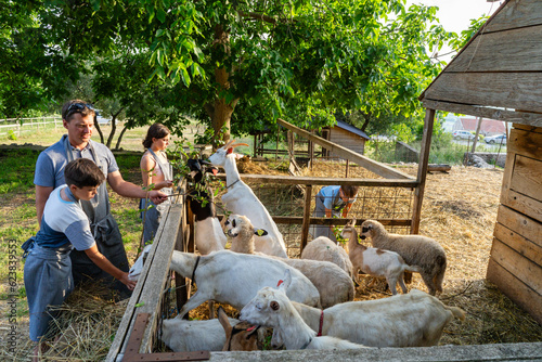 People hand-feeding goats leaves on a farm photo