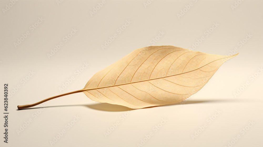 leaf on black background leaf on black background
